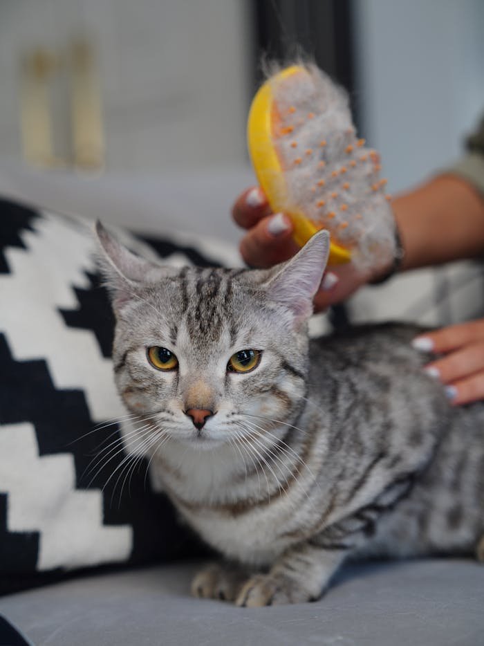 services-04 A gray tabby cat being brushed indoors, showcasing pet care and grooming.