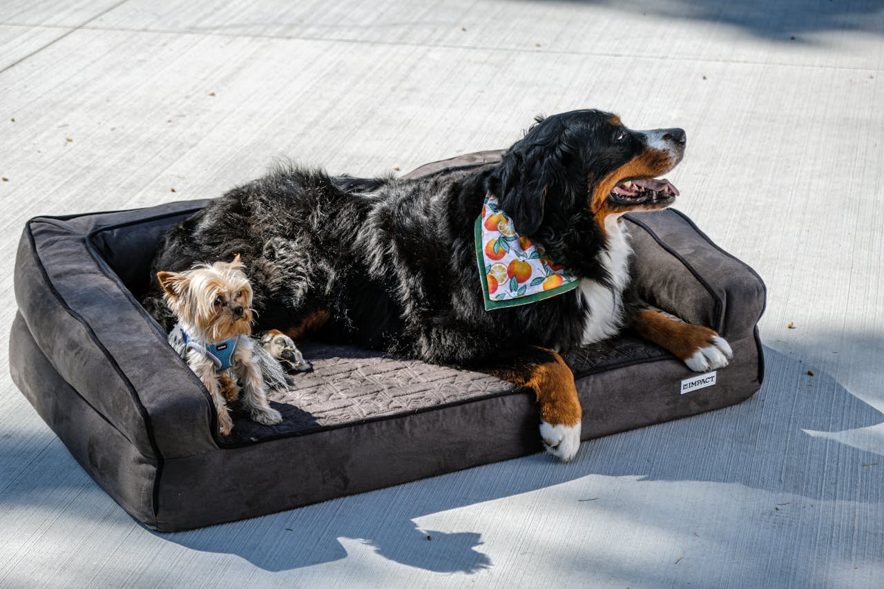 Bernese mountain dog and Yorkshire terrier enjoying a sunny day on a comfy pet bed outdoors.