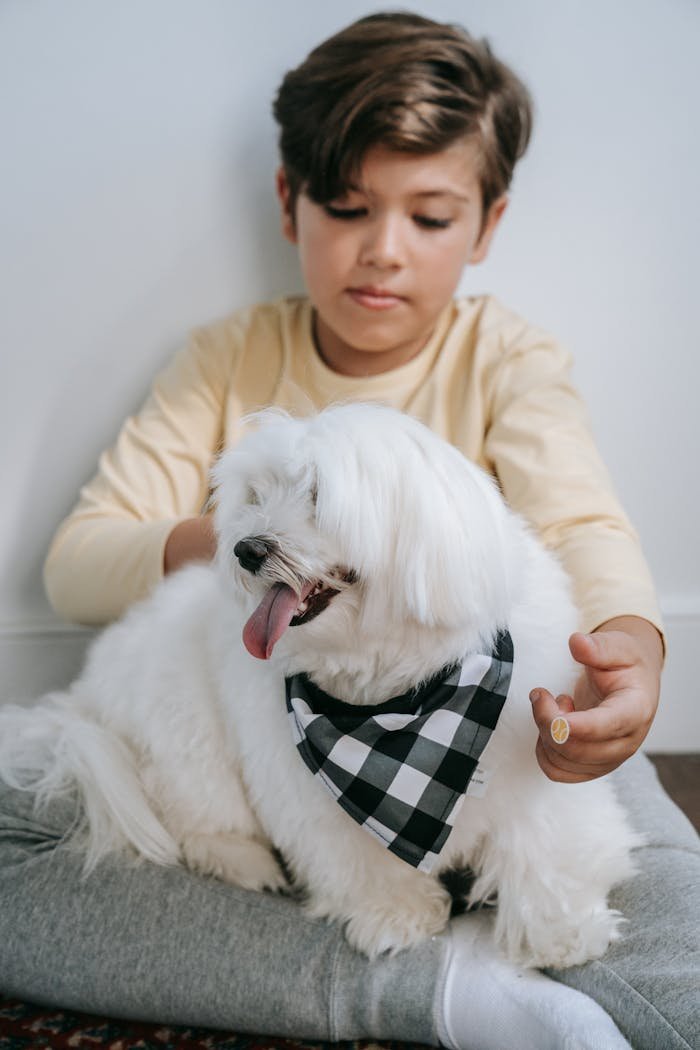 services-03 Young boy sitting with a Maltese dog wearing a scarf indoors, conveying warmth and companionship.
